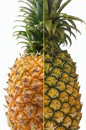 菠萝和凤梨区别图